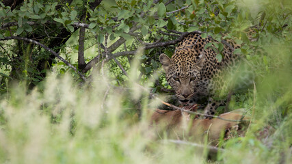 well camouflaged leopard feeding on an impala