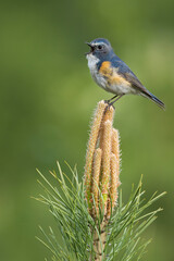 Red-flanked Bluetail, Tarsiger cyanurus