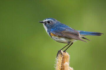 Red-flanked Bluetail, Tarsiger cyanurus