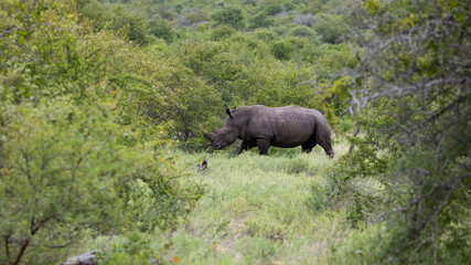 White rhino cow on the move