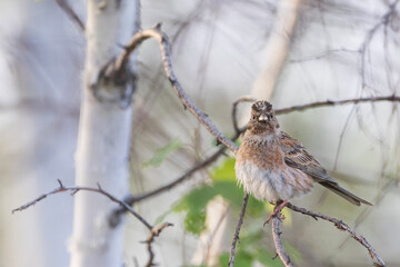 Pine Bunting, Emberiza leucocephalos