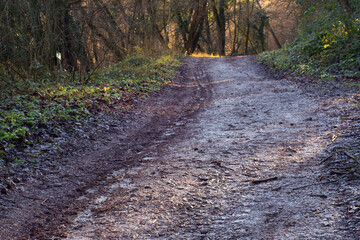 Spring puddles and mud on the scenic forest path in national park Fruska Gora, Serbia