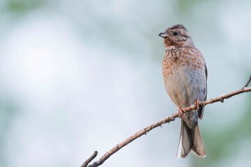 Pine Bunting, Emberiza leucocephalos