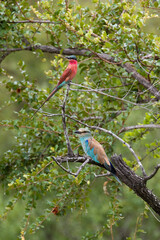 Southern carmine bee-eater and a European roller