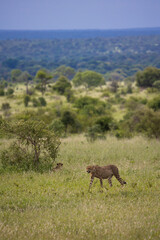 cheetah coalition in the wild