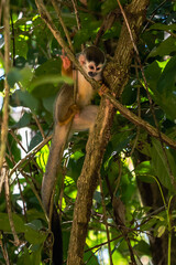 Squirrel monkey, Saimiri oerstedii, sitting on the tree trunk with green leaves, Corcovado NP, Costa Rica. Monkey in the tropic forest vegetation. Wildlife scene from nature. Beautiful cute animal.