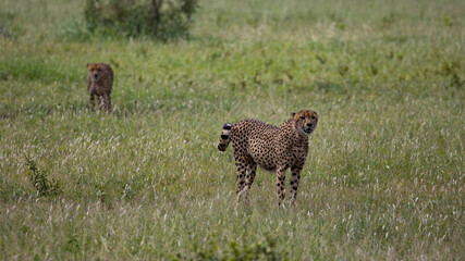 cheetah coalition in the wild