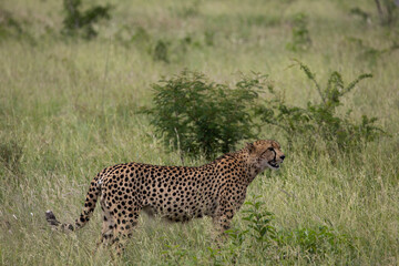 cheetah in the wild