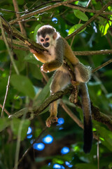 Squirrel monkey, Saimiri oerstedii, sitting on the tree trunk with green leaves, Corcovado NP, Costa Rica. Monkey in the tropic forest vegetation. Wildlife scene from nature. Beautiful cute animal.