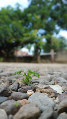 leaves on the ground