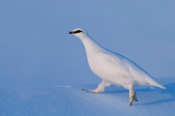 Rock Ptarmigan, Lagopus muta helvetica