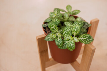 fresh beautiful fittonia green leaves with white ornament in small pot and wooden stand under planters. growing evergreens at home. selective focus, top view