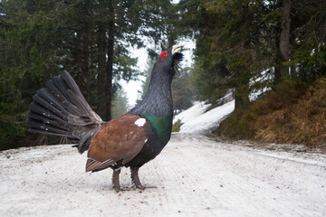 Western Capercaillie, Tetrao urogallus crassirostris
