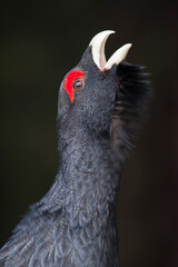 Western Capercaillie, Tetrao urogallus crassirostris