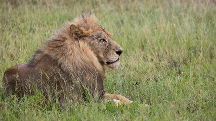 Portrait of a male lion