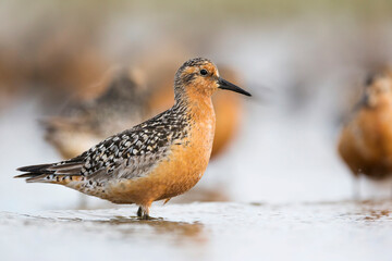 Red Knot, Calidris canutus