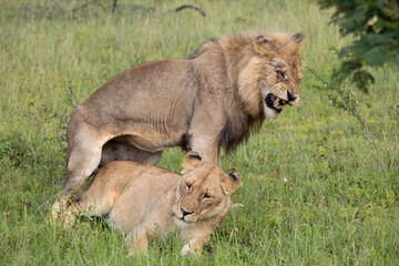 Obraz na płótnie Canvas mating pair of lions