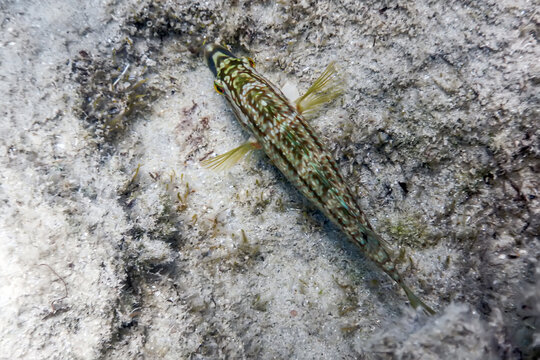 Symphodus roissali, Five spotted wrasse Underwater Close Up