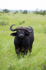 buffel in het gras