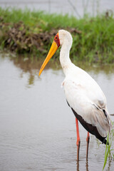 Yellow billed stork