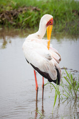 Yellow-billed stork
