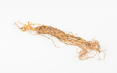 Chinese medicine ginseng on white background