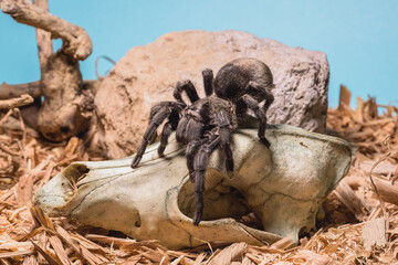 tarantula peluda 2