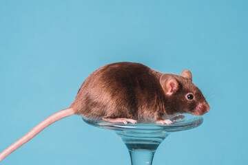 raton satinado cafe 2