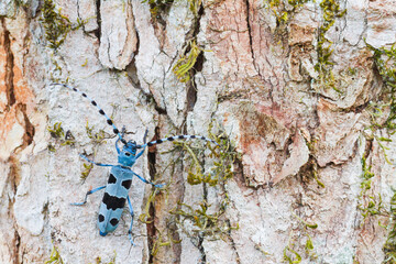 Alpine Longhorn Beetle, Rosalia alpina
