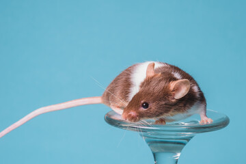 raton satinado cafe con leche 1