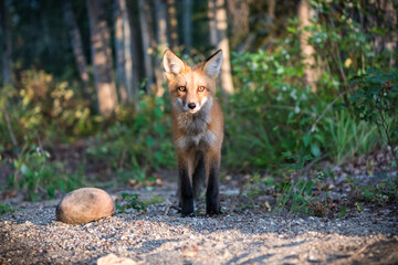 Wild Red Fox in Yukon, Canada