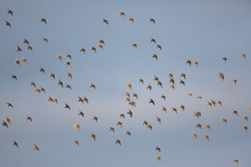 Spotless Starlings, Sturnus unicolor