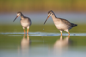 Spotted Redshank, Tringa erythropus
