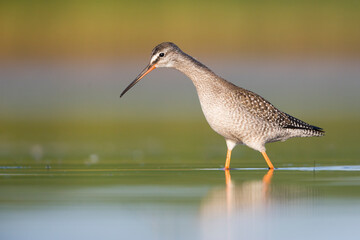 Spotted Redshank, Tringa erythropus