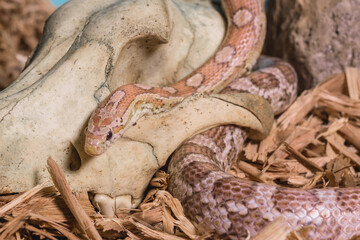 serpiente en craneo 1