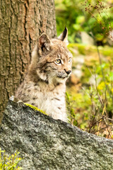 Naklejka na ściany i meble Lynx in green forest with tree trunk. Wildlife scene from nature. Playing Eurasian lynx, animal behaviour in habitat. Wild cat from Germany. Wild Bobcat between the trees