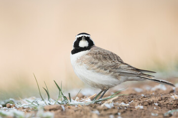 Steppe Horned Lark, Eremophila alpestris brandtii