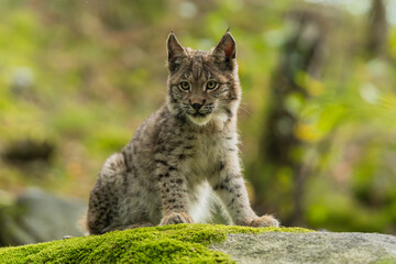 Lynx in green forest with tree trunk. Wildlife scene from nature. Playing Eurasian lynx, animal behaviour in habitat. Wild cat from Germany. Wild Bobcat between the trees