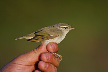 Arctic Warbler (Phylloscopus borealis) held by ornithologist and bird ringer for scientific bird ringing, Khenti, Mongolia