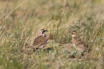 Steppe Horned Lark, Eremophila alpestris brandtii