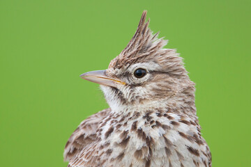Thekla Lark, Galeridae theklae theklae