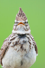 Thekla Lark, Galeridae theklae theklae