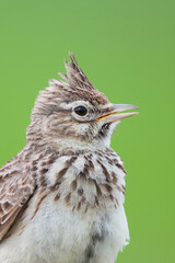 Thekla Lark, Galeridae theklae theklae