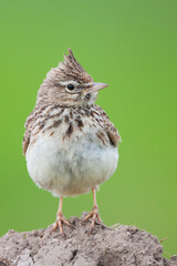Thekla Lark, Galeridae theklae theklae