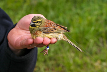Cirl Bunting (Emberiza cirlus) with colour rings and radio transmitter held by ornithologist and bird ringer for scientific bird ringing and bird telemetry project, France