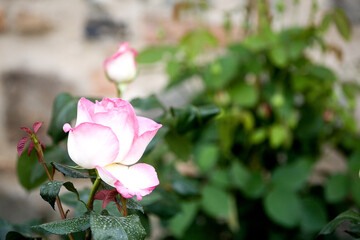 Blooming pink rose in the foreground and the same flower bud in the background out of focus with green leaves