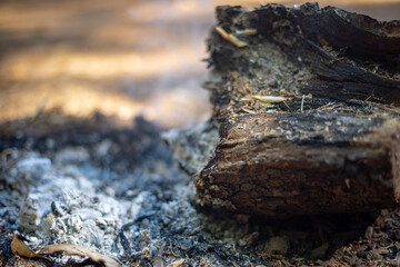 Burnt out Fire Woode with Ashe and Fire Resedue