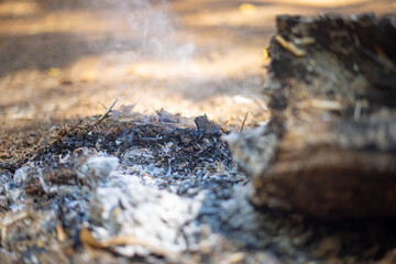 Burnt out Fire Woode with Ashe and Fire Resedue