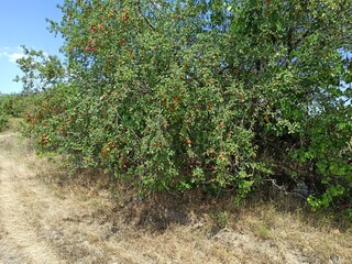 Fototapeta na wymiar Wild plums, red plums
