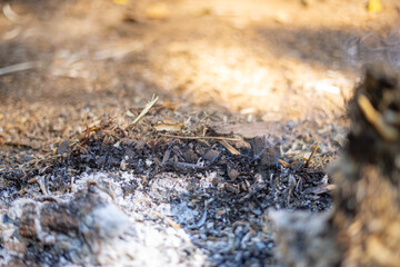 Burnt out Fire Woode with Ashe and Fire Resedue